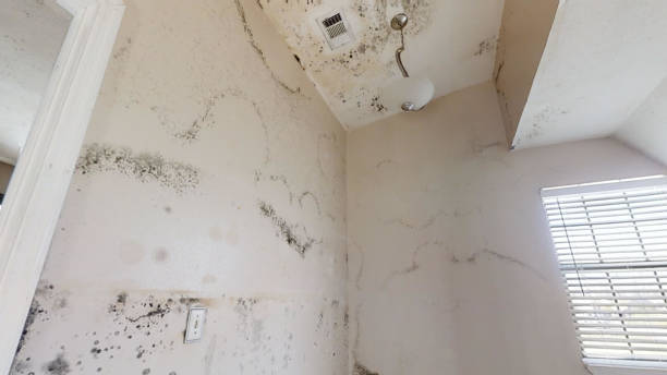 Stockton, MO Mold Removal Company
