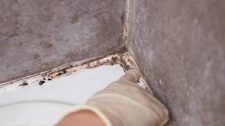 Best Mold Remediation for Vacation Homes  in Stockton, MO
